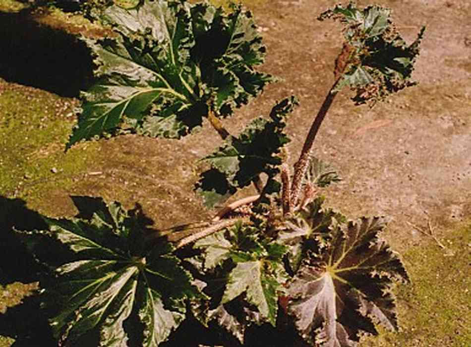 B. ‘Beryl Clark’